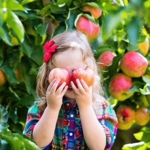 Cute little girl holding two apples in apple orchard